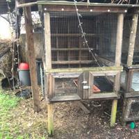 Voliere per piccioni