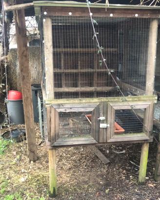 Voliere per piccioni