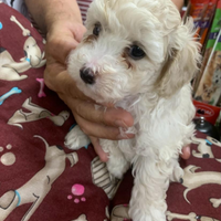 Cucciolo di Maltipoo
