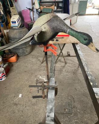 papero per richiamo anatre