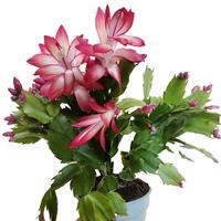 schlumbergera Zaraika fiore rosso cactus di natale