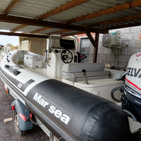 Marsea sp100