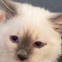 Gattini sacro di Birmania