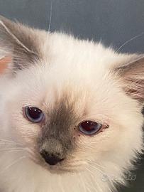 Gattini sacro di Birmania