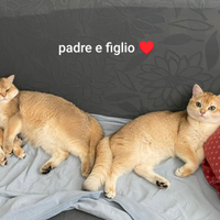 Scottish straight Nato 16.03.2025