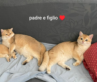 Scottish straight Nato 16.03.2025