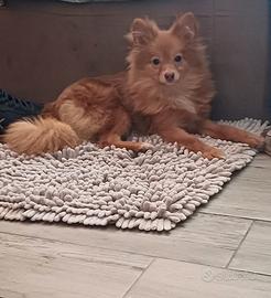 Spitz tedesco