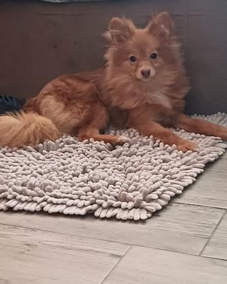 Spitz tedesco