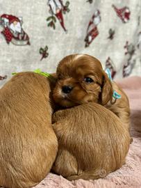 Cavalier king charles spaniel