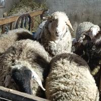 Pecore, montoni e agnelli razza meticcia e brogna