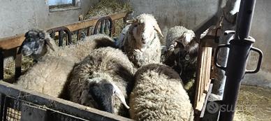 Pecore, montoni e agnelli razza meticcia e brogna