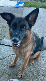 Femmina di pastore tedesco