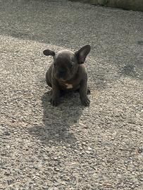 Cucciola di Bulldog francese Blue