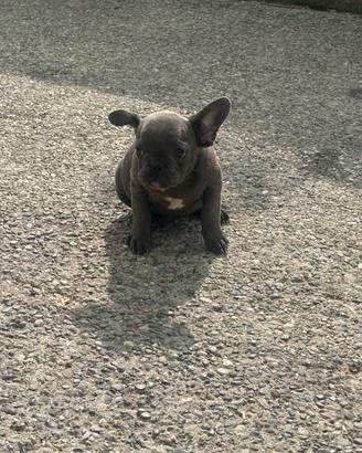 Cucciola di Bulldog francese Blue