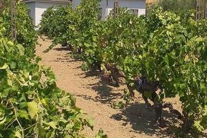 Terreno con fabbricato a Linguaglossa