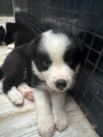 Border collie