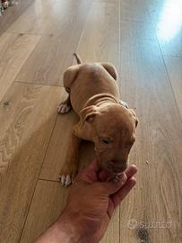 Pitbull red nose