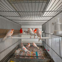 Canarini adulti riproduttori
