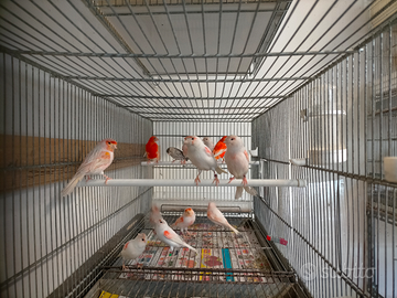 Canarini adulti riproduttori