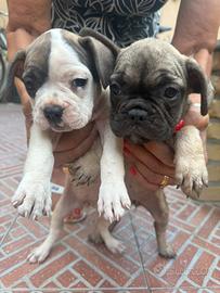 Bulldog francese