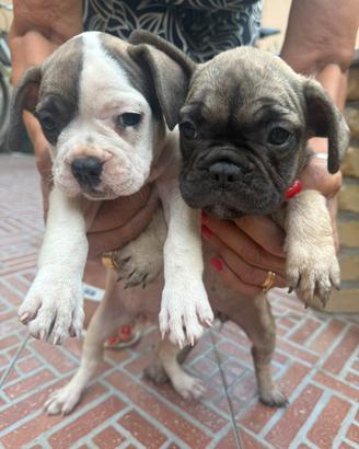 Bulldog francese