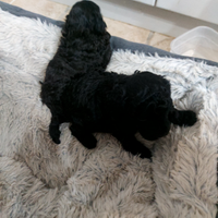 Cucciola di barboncino toy nero
