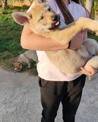 Cuccioli cane lupo cecoslovacco