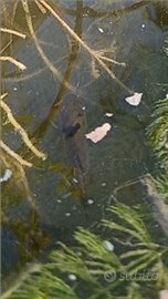 Pesci rossi di colore nero