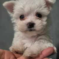 Maltese toy