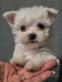 Maltese toy
