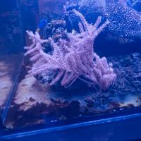 Coralli gorgonia pink