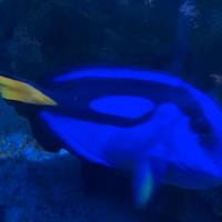 Pesci marini-Chirurgo-Hepatus-Scopas