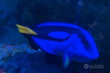 Pesci marini-Chirurgo-Hepatus-Scopas