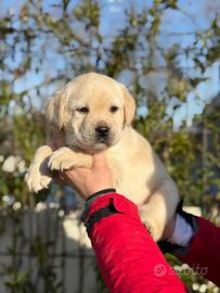 Cuccioli Labrador Retriever