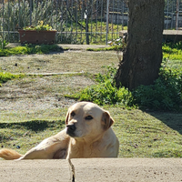 Cane misto labrador