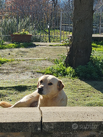 Cane misto labrador