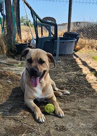 Labrador mini in adozione dal canile
