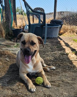 Labrador mini in adozione dal canile