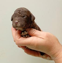 Lagotto romagnolo