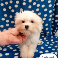 Maltese cuccioli coreani