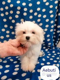 Maltese cuccioli coreani