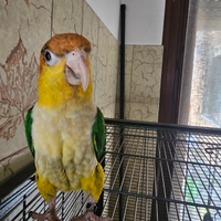 Caicco testa gialla