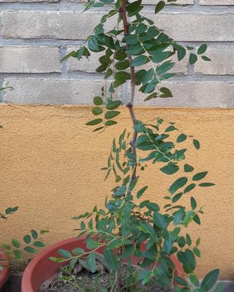 pianta di giuggiolo 