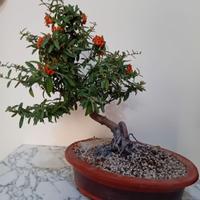 Pyracantha bonsai bacche rosse