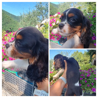 Cuccioli cavalier kig