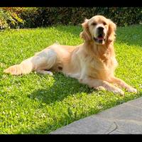 Golden Retriever maschio disponibile per monta