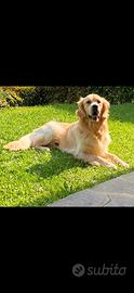 Golden Retriever maschio disponibile per monta
