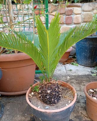 Pianta di Cycas
