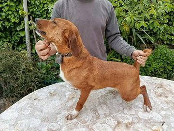 Segugio maremmano femmina