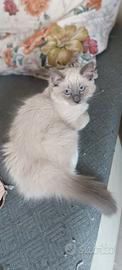 Cuccioli ragdoll maschietti